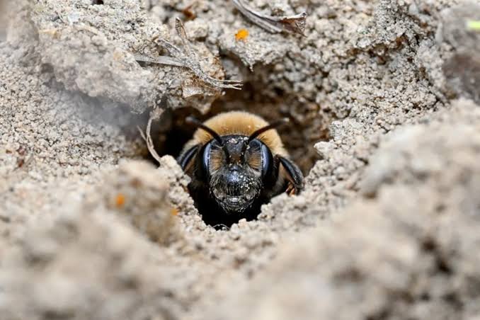 5.5 million bees found beneath New York State cemetery. It's one of the largest populations ever recorded