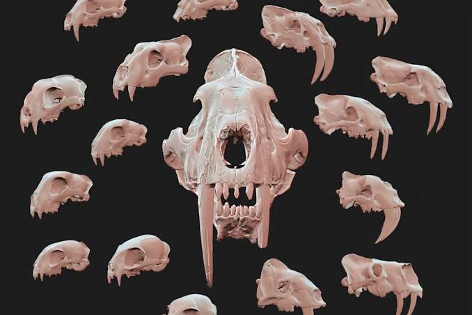 Labeled just 'feline,' skull in a New York museum drawer turns out to be a 5-million-year-old saber-toothed cat