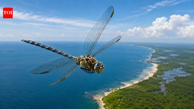 In 2016, Biologists at Rutgers University discovered that the globe skimmer dragonfly is the world's long