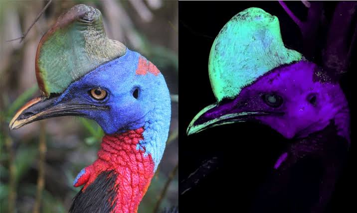 Scientists Shined UV Light on World’s Most Dangerous Bird and Found a Hidden Glow