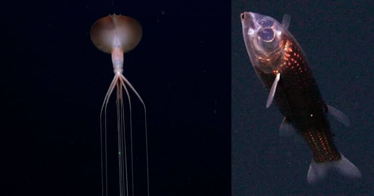 Scientists Travel to Unexplored Area of Atlantic Ocean and Photograph Bizarre Deep-Sea Creatures