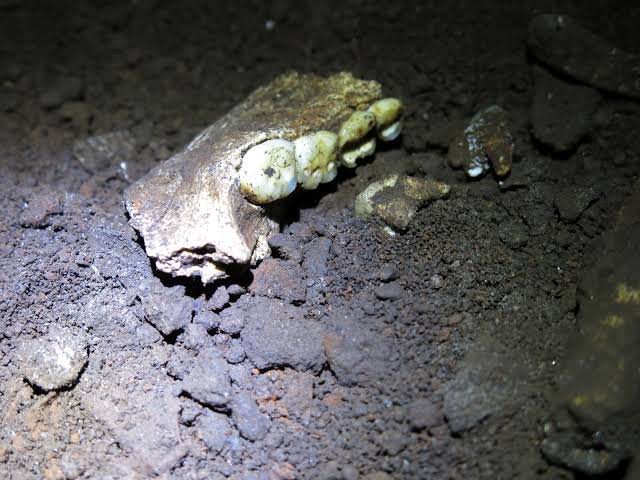 Ancient proteins hint at all-female Homo naledi burial site in Rising Star cave system