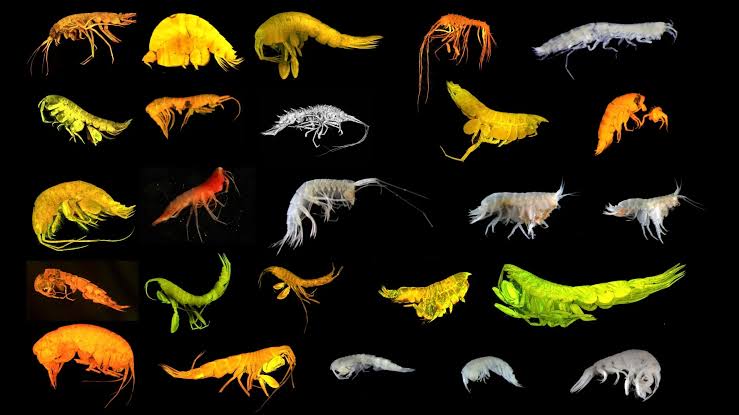 Scientists Discover a New Branch of Life in the Deep Sea
