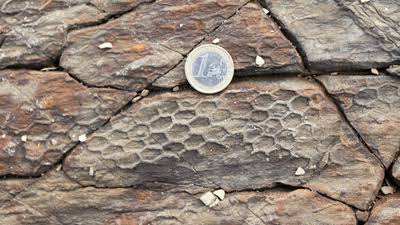 In The 1970s, Scientists Kept Finding Weird Hexagonal Patterns On The Seabed Made By Some Mysterious Animal