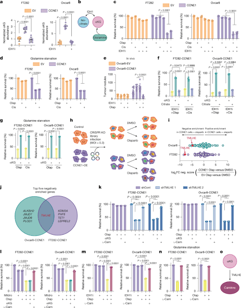 αKG-mediated carnitine synthesis drives DNA repair via histone acetylation