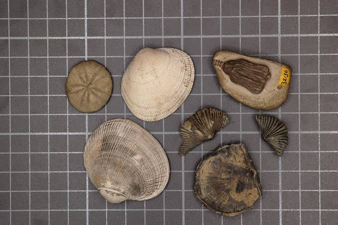 Stanford Scientists Solve a 252-Million-Year-Old Mass Extinction Mystery