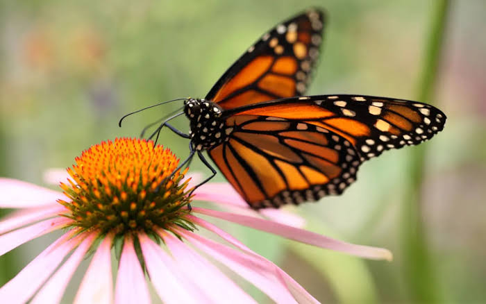 Roadside Pollinator Corridors and the Danger of Feel-Good Conservation
