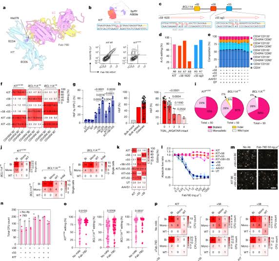 Non-genotoxic transplantation and in vivo selection through epitope editing