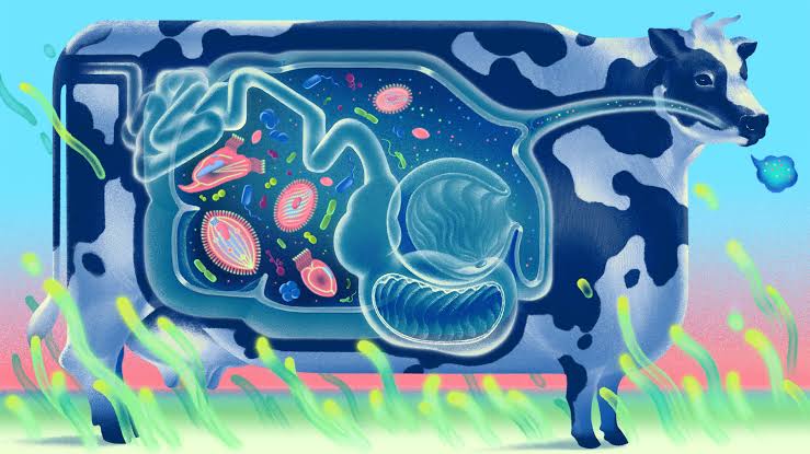 A New Way That a Cow’s Inner World Shapes Earth’s Atmosphere