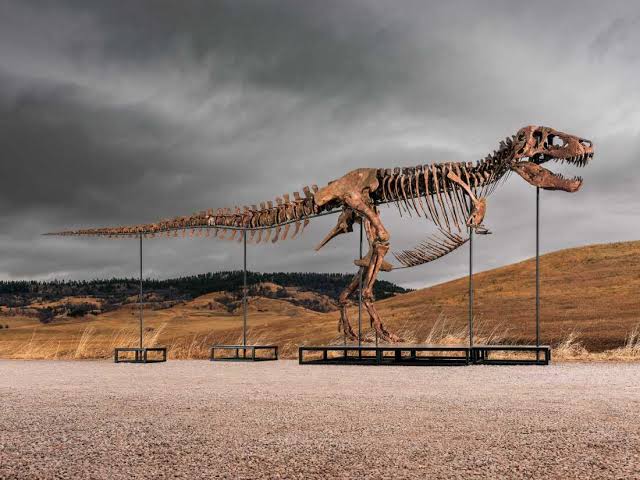 Mystery bidder buys T. rex nicknamed 'Gus' for a record $50 million