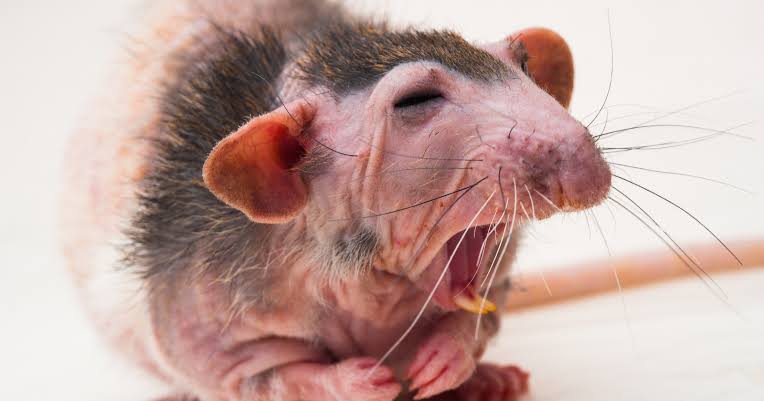 Naked mole rats almost never get cancer and routinely live more than thirty years — roughly ten times longer than any other rodent their size — and researchers in October 2025 finally identified one of the key mechanisms: a handful of tiny mutations in a singl