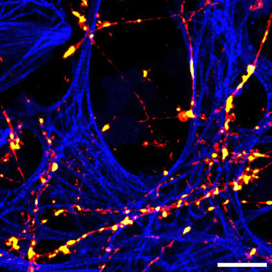 Neuron imaging captures unconventional receptor route that supports synaptic communication