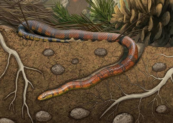 Dinosaur-era fossil provides insight into snake evolution