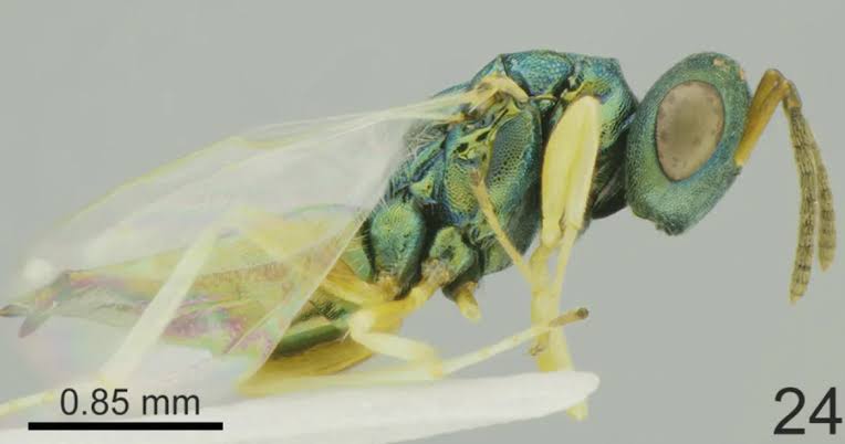 Scientists searching for a devastating crop-killing pest discovered an 'alien' nightmare instead…