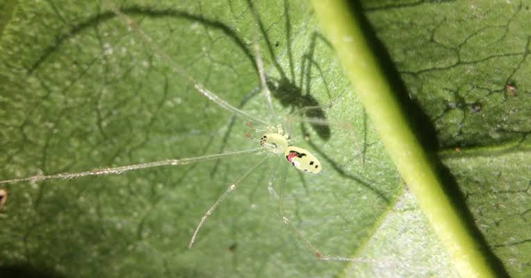 A spider in the Himalayas wears the same red smiling face as Hawaii's famous happy-face spider — and its DNA marks it as a new species, not the Hawaiian one long thought to wear that grin alone