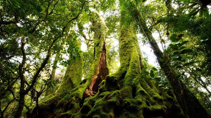 Moss Is Generating Electrical Waves That Look Startlingly Like a Neural Network