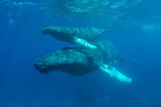 We assumed humpback whales had to reach warm tropical waters before giving birth, but a 2025 UNSW-led study found newborn calves as far south as Tasmania — around 1,500 kilometres beyond the accepted calving zone — suggesting some mothers giv