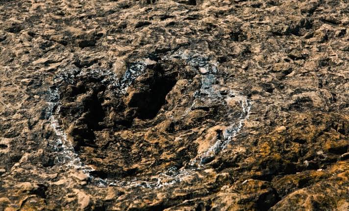 A 120-Million-Year-Old Dinosaur Trackway Lost for 70 Years Has Just Been Found Again in Mongolia