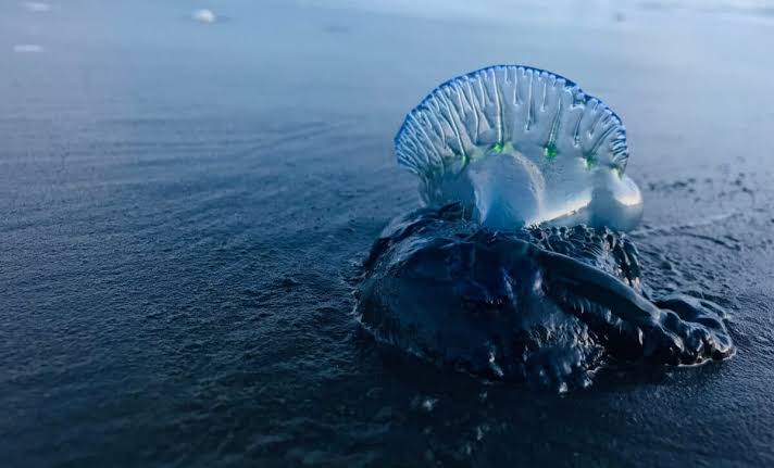 Scientists Discover a Deadly New Sea Creature Spreading Into Waters It Was Not Previously Known to Reach