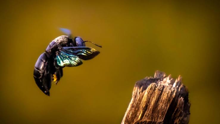 Scientists exposed bumblebees to low doses of a modern pesticide; the bees survived, but genes linked to