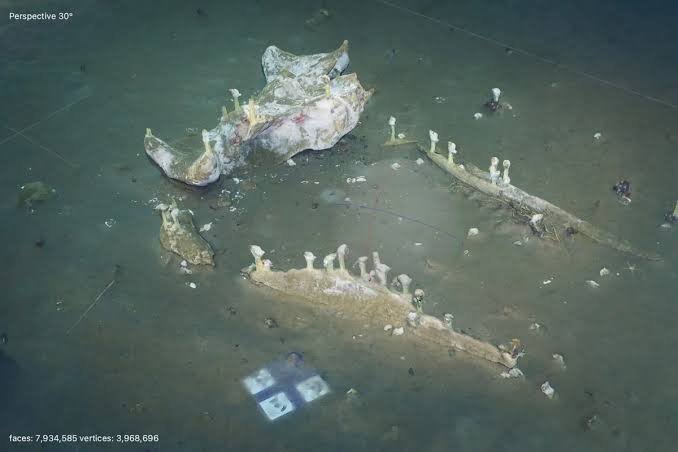 Scientists found a dead whale 1,288m deep in the Pacific. They filmed it for 20 years – and discovered this