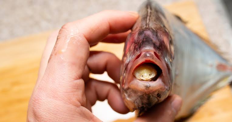 There's a parasite in the ocean that doesn't just feed on its host, it becomes part of it — Cymothoa exigua enters a fish through the gills, kills off its tongue by cutting the blood supply, and then attaches itself to the stump, living the rest of its life as the fish's new, f