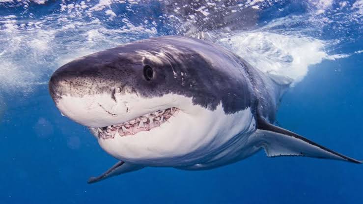 Largest great white shark ever tagged in the Atlantic is heading toward a popular vacation destination: It wei