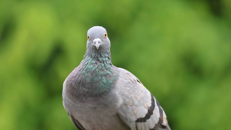 Pigeons use their livers to sense Earth’s magnetic field