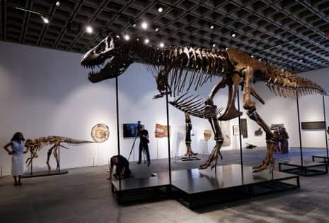 T rex fossil ‘Gus’ sells for $50.1m at New York auction, setting new record