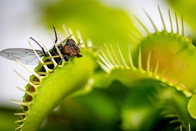 Scientists Finally Solved the Mystery of How Venus Flytraps Snap Shut