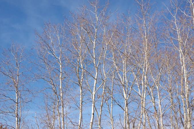 The Pando aspen grove in Utah looks like 47,000 separate trees, but every trunk is a genetically identical clone connected by a single underground root system weighing roughly 6,000 tons, making it possibly the heaviest living organism on Earth and at least