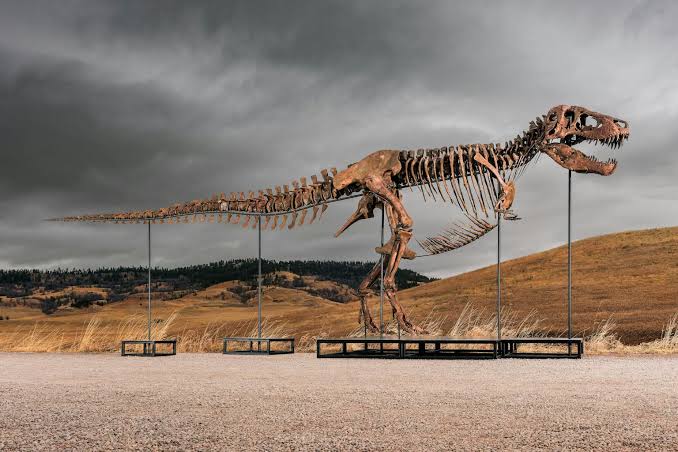 What science loses when ‘T. rex’ becomes a trophy