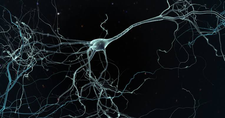 Scientists identify a cell type in the brain that was previously ignored and it may explain why human memory has no known upper limit