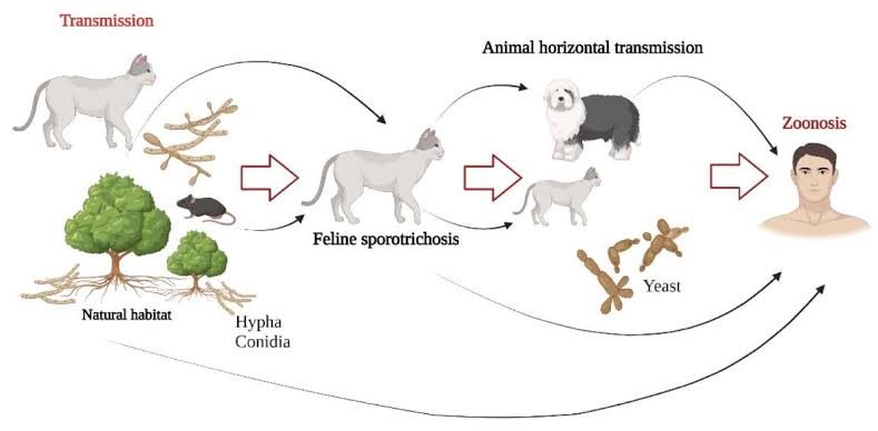 A cat-borne fungus infected 11,000 people; the US is next, CDC says