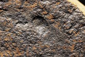 The Oldest Evidence of Animal Sex Has Been Found, and It’s Mind-Boggling
