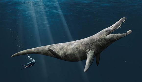 Jurassic Pliosaur Liopleurodon Was Big, but Not as Big as Once Feared