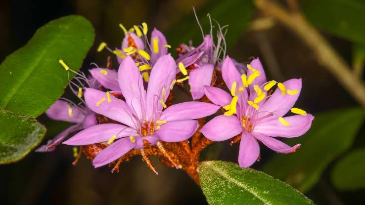 Hidden for 100 years, bright pink shrub identified as new Australian species