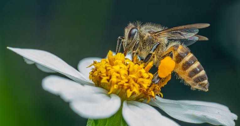 To make a single pound of honey, the bees in a hive may visit around two million flowers and can fly more than 50,000 miles between them — equivalent to more than twice around the planet