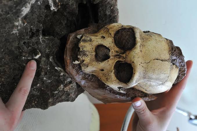She Was Half Ape, Half Human—and She May Hold the Secret to What Makes Us Who We Are