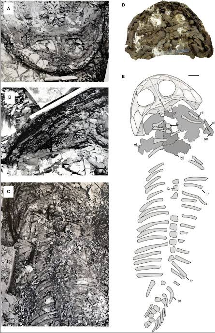 Arctic fossil abandoned in 1948 proves to be record-size Triassic hunter