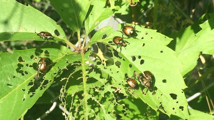 As Japanese beetles emerge in Wisconsin, what to expect this year