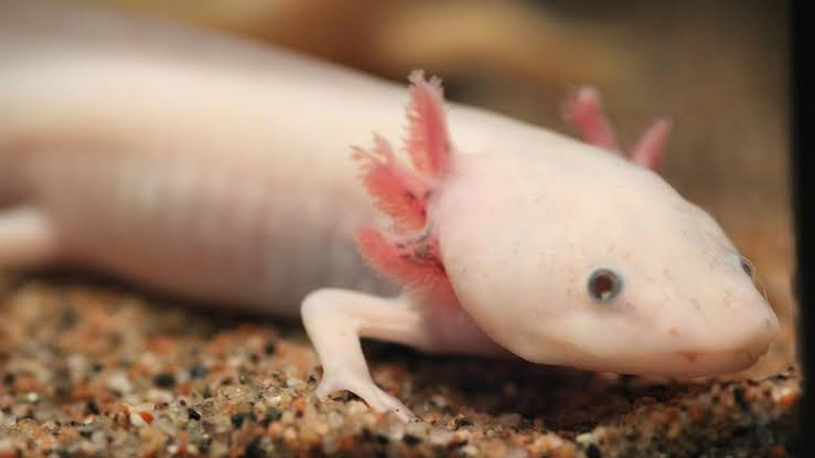 Scientists Discover Gene That One Day Could Help Humans Regrow Lost Limbs