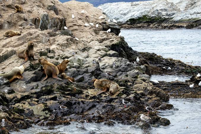 Tides off Patagonia are strongest they've been since the Ice Age