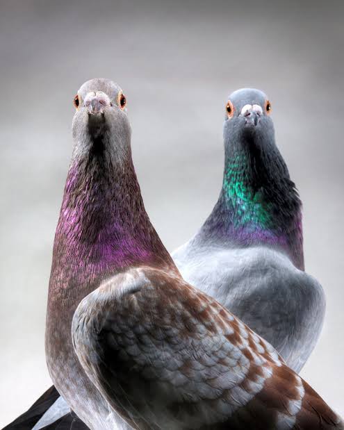 How do pigeons sense Earth's magnetic field? Scientists say they’ve solved the mystery.