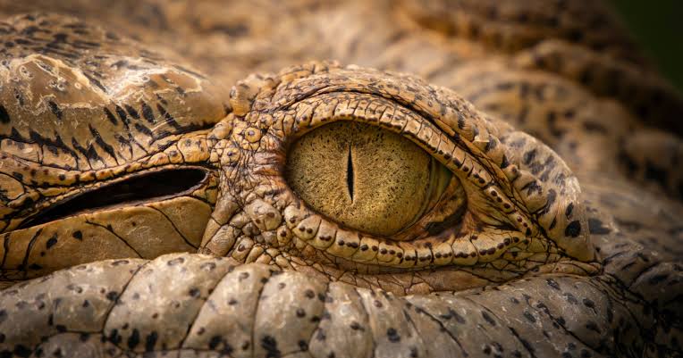 Paleontologists in New Mexico have just dug up a two-legged, beak-mouthed reptile that looks almost exactly like a small dinosaur — except it lived more than a hundred million years before any dinosaur evolved that body plan, and it wasn't a dinosaur at all,