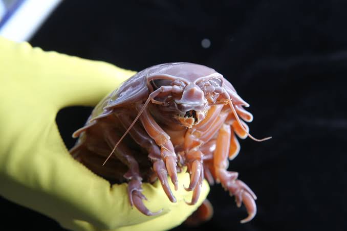 Deep-sea supergiant isopods last years without food by using a two-part survival system