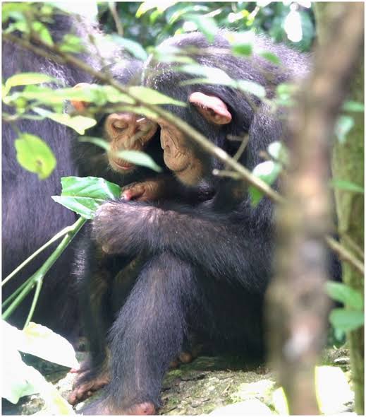 Chimpanzees reveal 69 socially learned behaviors, nearly doubling known cultural repertoire
