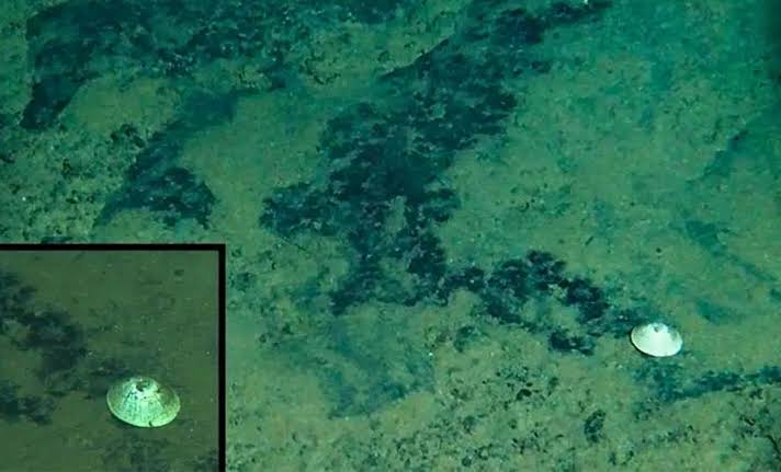 Nearly 6KM Down in the Pacific Abyss, Scientists Found a 'Giant' Creature Named After a Sea God