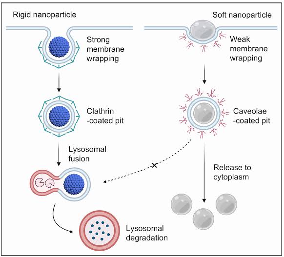 Nanoparticles could remove harmful immune molecules from blood