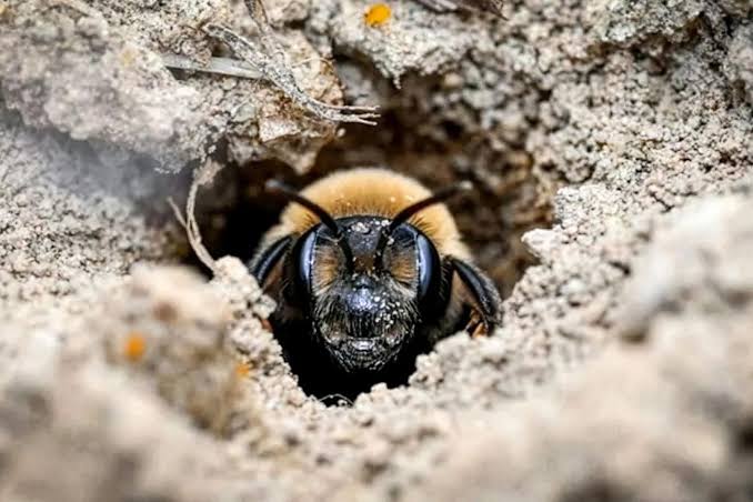 Millions of Bees Have Thrived Under a New York Cemetery for More Than a Century
